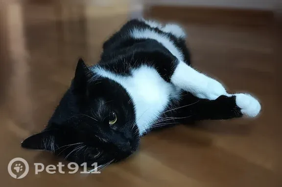 Кошки потеряшки, Сыктывкар, фото: Потеряшка кошка, Сыктывкар, Лесопарковая, д. 1 — черно-белая, с белой грудкой
