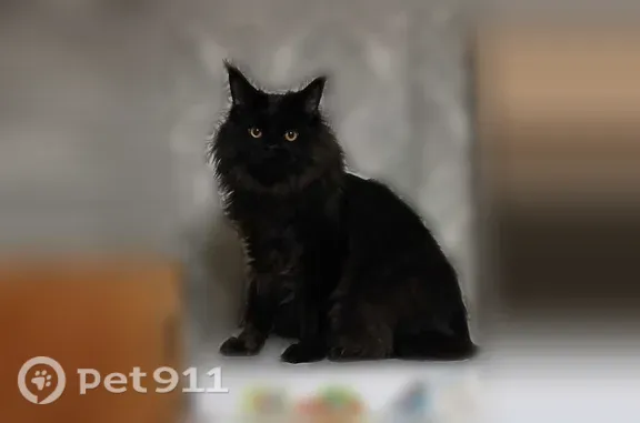 Кошки потеряшки, , фото: Потеряшка кошка, Село Шонгуты, Апастовский р-н Татарстана — мейн-кун Боня, 1 год 5 месяцев