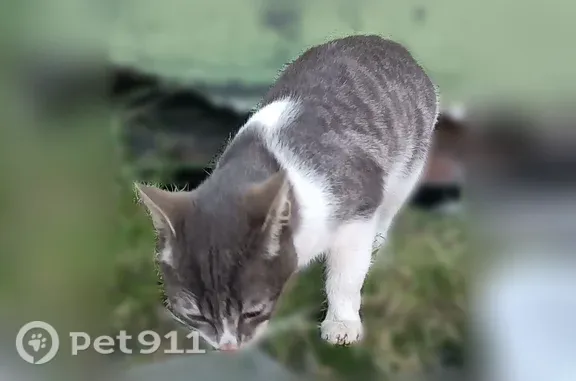 Найдена кошка, Мурманск, фото: Найдена кошка, Мурманск, Челюскинцев, д. 11 — небольшая, возможно подросток