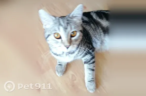 Пропала кошка, Усинск, Пионерская, д. 8 — котик с ошейником и колокольчиком - photo