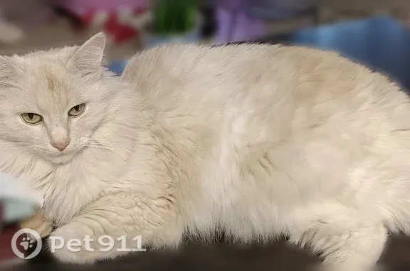 Пропала кошка, Территория снт Индустрия, Нижнекамск — крупная пушистая персиково-рыжая - photo