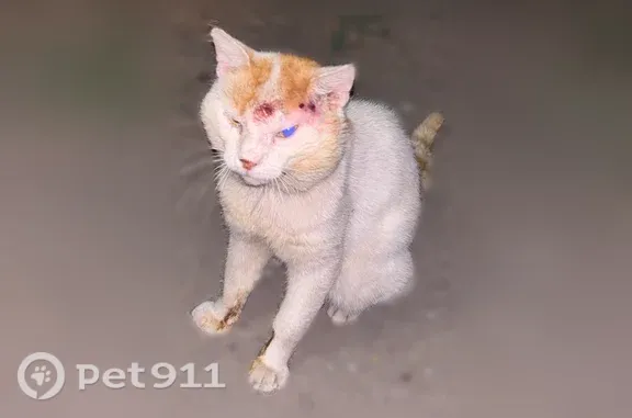 Найдена кошка, Батайск, М.Горького, д. 58 — белая с рыжими пятнышками, тянется к людям - photo