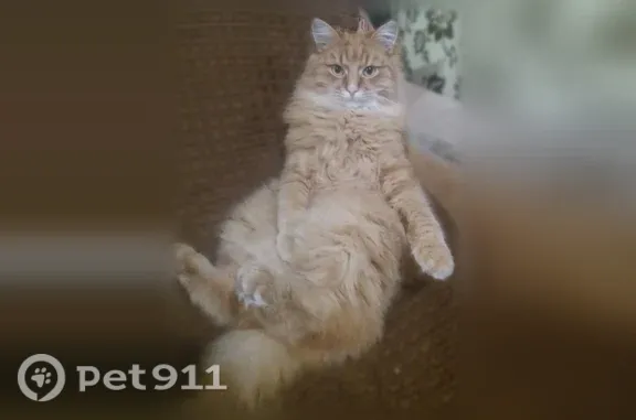 Кошки потеряшки, Кострома, фото: Потеряшка кошка, Кострома, Новинский, д. 8 — рыжий кот Персик, кастрированный