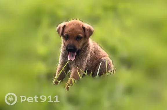 Найден собака, Малое Васильково, Калининград — щенок 1,5–2 месяца - photo