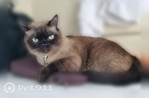 Пропала кошка, Территория снт Родник (Славянка), д. 1, Мга — коричневый окрас, нос с горбинкой - photo