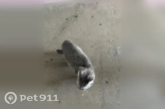 Найдена кошка, Косыгина, д. 61, Новокузнецк — молодая, очень ласковая - photo