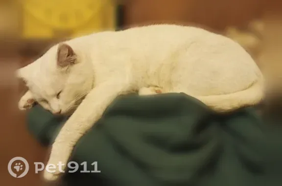 Пропала кошка, Тимуровцев, д. 1, Рязань — белый кот, 3 года, болячка за правым ухом - photo