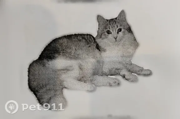 Пропала кошка, Район Тракторозаводский (г Челябинск), Дорога 16, д. 2, Челябинск — пушистая, рыжо-белая - photo