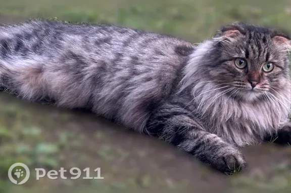 Объявления о пропавших и найденных животных, Няндома, фото: Пропала кошка, Няндома, Сосновая, д. 6 — пушистая шерсть, ворот у шеи