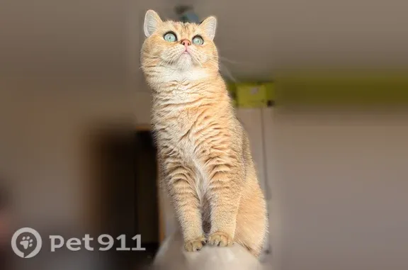Пропала кошка, Гусь-Хрустальный, Торфяная, д. 4 — рыжий упитанный котик, 1.2 года - photo