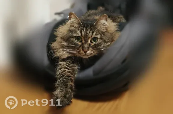 Пропала кошка, Саров, Шверника, д. 41 — черепаховый окрас - photo