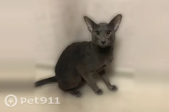 Кошки потеряшки, , фото: Потеряшка кошка, Территория СНТ Мелиоратор (село Выльгорт), д. 355 — голубой ориентал