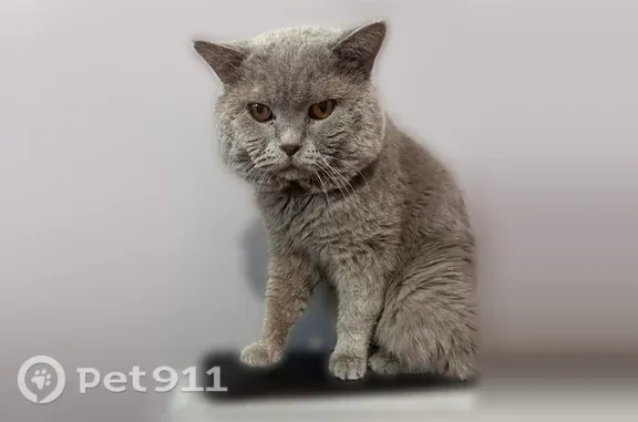Пропала кошка, Бирск, Нелидова, д. 20 — британец, серо-голубой, без зубов - photo