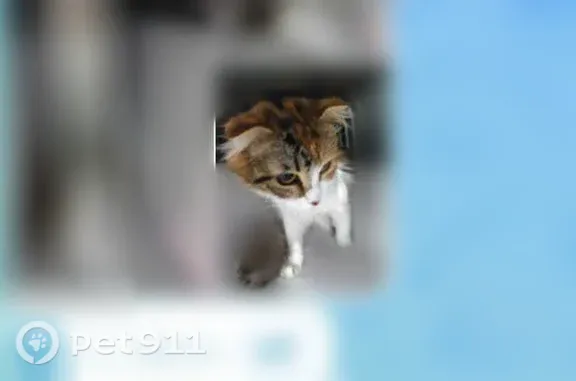 Найдена кошка, Ставрополь, фото: Найдена кошка, Родосская, д. 5, Ставрополь — пугливая, домашняя