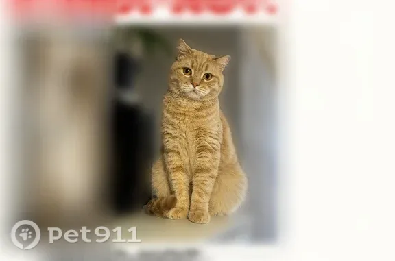 Пропала кошка, Урицкого, д. 67, Ярославль — кот очень пугливый, отзывается на кличку Персик - photo
