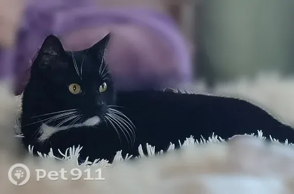 Пропала кошка, Светлогорск, Игашова, д. 1 — очень контактная, ласковая - photo