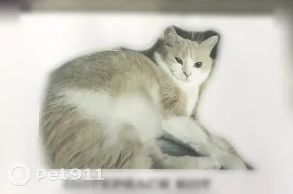 Пропала кошка, Юрга, Томская, д. 5 — светлый (персиковый), белая грудка, упал с 5-го этажа - photo