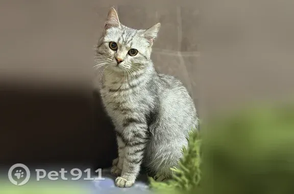 Пропала кошка, Белово, Фабричная, д. 43 — серый в полоску, глаза оранжевые - photo