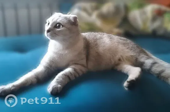 Найдена кошка, Ярославль, фото: Найдена кошка, Шавырина, Ярославль