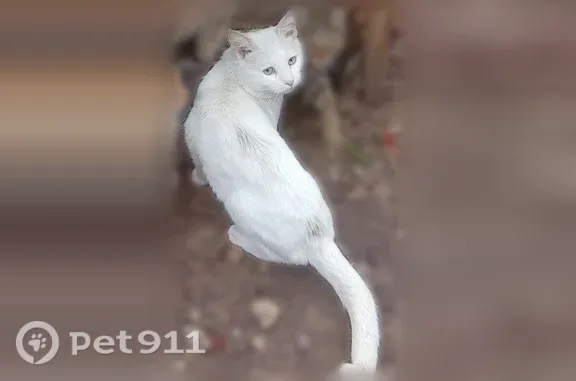 Пропала кошка, Кимры, Фадеева — с жёлтым ошейником - photo
