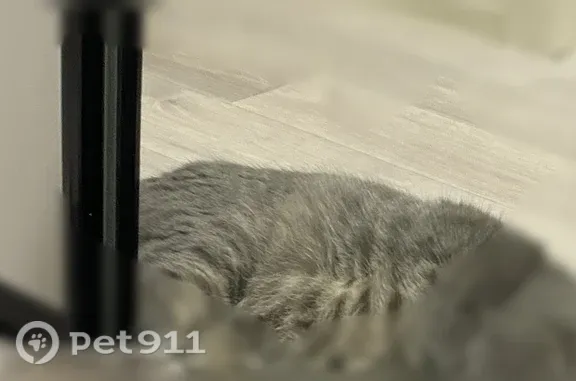 Пропала кошка Мальчик, Черемисиново (rl1234796) - photo