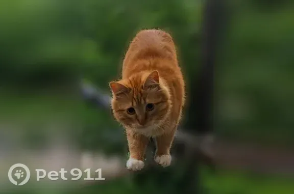 Пропала кошка, Кострома, Якиманиха, д. 16 — рыжик, может быть напуган - photo