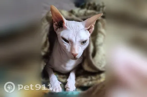 Пропала кошка, Чита, Столярова, д. 65 — светлый окрас, зелёные глаза - photo