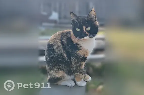 Пропала кошка, Улан-Удэ — трёхцветная, хромает на правую лапку - photo