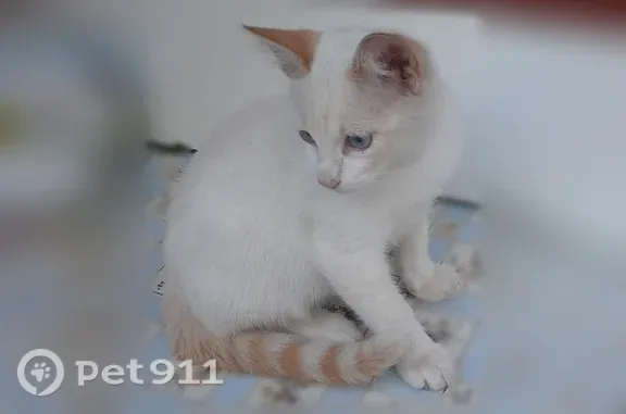 Найдена кошка, Чебоксары, фото: Найдена кошка, Шевченко, д. 25, Чебоксары — белая, голубые глаза, контактная