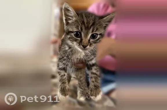 Объявления о пропавших и найденных животных, Зарайск, фото: Найдена кошка, Деревня Маркино (г Зарайск), Зарайск — около месяца, игривая