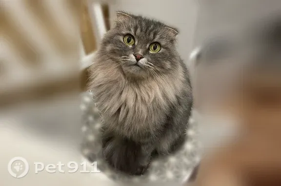Кошки потеряшки, Рязань, фото: Потеряшка кошка, Березовая, Рязань — светлая грудка и живот