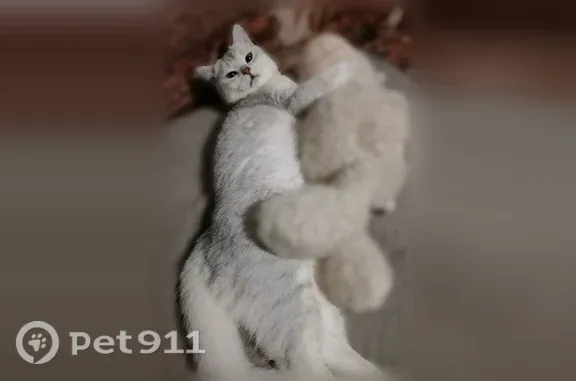 Пропала кошка, Королёв, Школьная, д. 6А — бело-серый, полоски на хвосте - photo