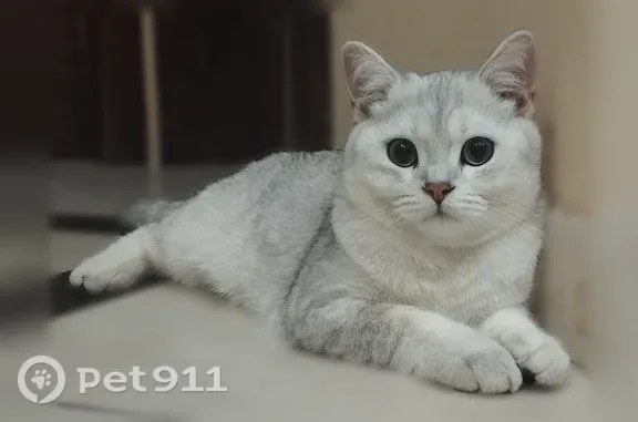 Пропала кошка, Королёв, Школьная, д. 6А — бело-серый, полоски на хвосте - photo