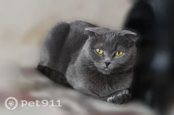 Пропала кошка, Мытищи, Тайнинская, Мытищи — серая, 5 лет, густая гладкошёрстная - photo