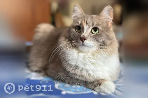 Пропала кошка, Район Мотовилихинский (г Пермь), Чехова, д. 24, Пермь — пепельно-бежевый окрас, зелёные глаза - photo