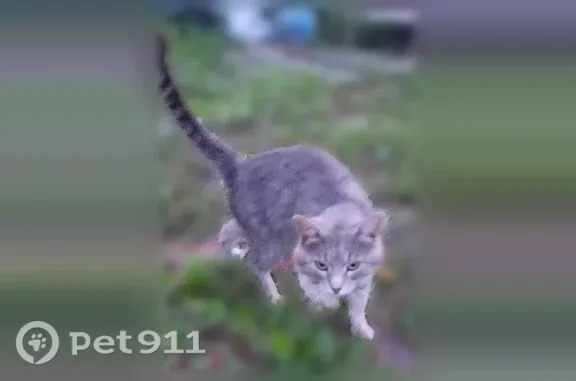 Найдена кошка, Красноярск, фото: Найдена кошка, Красноярск — очень ласковая, ей угрожает опасность