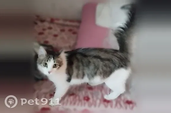 Найдена кошка, Красноярск, фото: Найдена кошка, Весны, Красноярск
