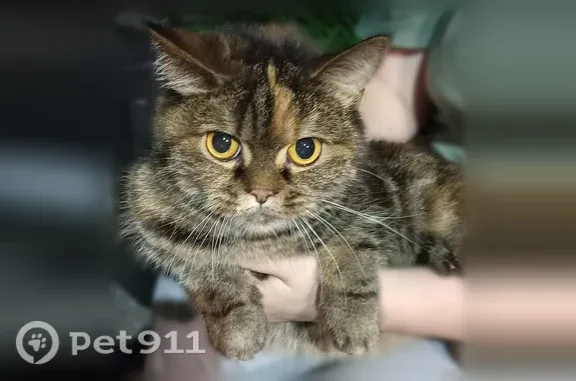 Найдена кошка, Курган, фото: Найдена кошка, Войкова, д. 28, Курган — неизвестно, раньше не видели
