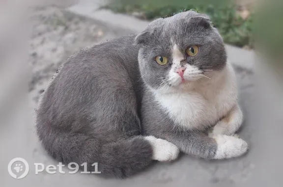 Найдена кошка, Тюмень, фото: Найдена кошка, Жигулевская, д. 1, Тюмень — вислоухий кот, ласковый, хромает