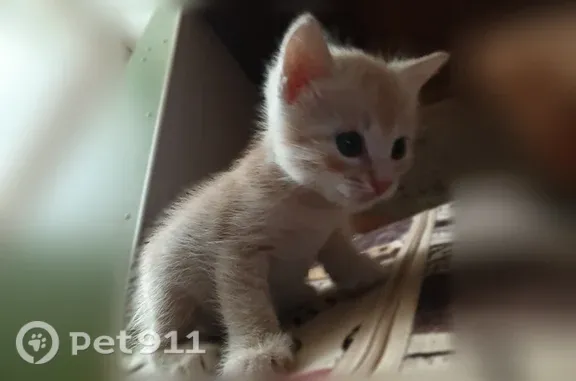 Пропала кошка, Село Нежинка, Шевченко, Нежинка — рыжий котёнок и не маленький - photo