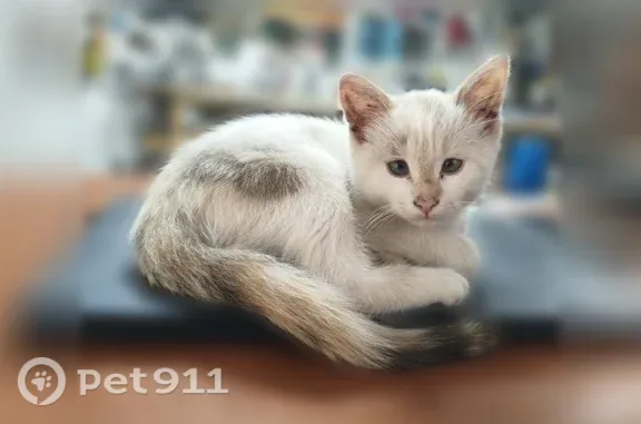 Пропала кошка, Боровичи, 9 Января, д. 26, Боровичи — белая с пятнами на мордашке, рыжие уши, тёмный пятнистый хвост - photo