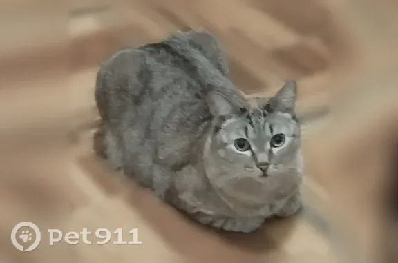 Пропала кошка, Тайга, Почтовая, д. 70, Тайга — ярко голубые глаза - photo
