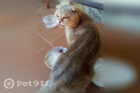 Найдена кошка, Супсех, фото: Найдена кошка, Село Супсех, Удачная, Супсех — вислоухая, серый окрас, рана за ухом
