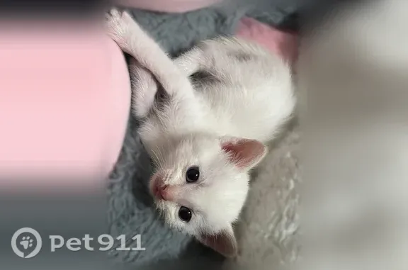 Кошка ищет дом, Чита, Малая, д. 11 — спокойная, кушает сама - photo