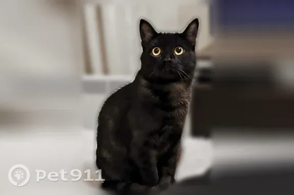 Пропала кошка, Поселок Приокский, д. 51, Приокский — домашняя, чёрная с серым подшёрстком - photo
