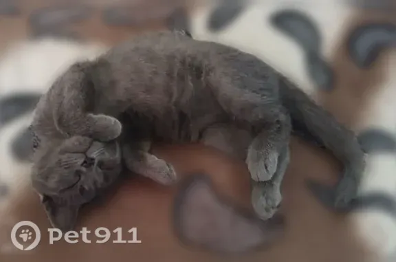 Пропала кошка, Мыски, Ленина, д. 6, Мыски — 4 месяца, серый кот с чёрным носом - photo