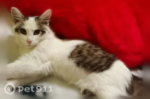 Найдена кошка, Иркутск, фото: Найдена кошка, Иркутск — котёнок, беленькая с серыми пятнами