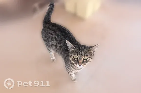 Кошка ищет дом, Черкасская, 101, Краснодар — полосатая, около года, общительная - photo