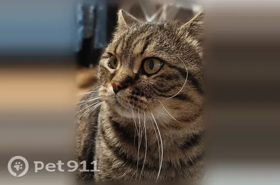 Пропала кошка, Ставрополь, Ушакова, д. 56 — ручная, худее чем на фото, со шрамом на щеке - photo