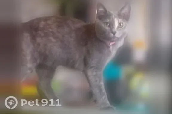 Пропала кошка, Клубничная, Кострома — серая шерсть, светлое пятнышко на носу - photo